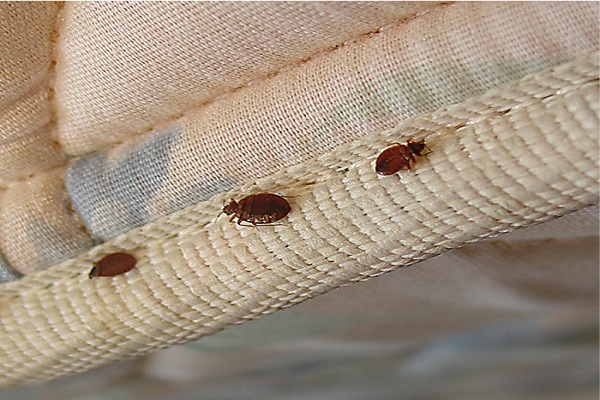 How to Treat Bed Bug Bites â€“ Common Remedies and Prevention ...